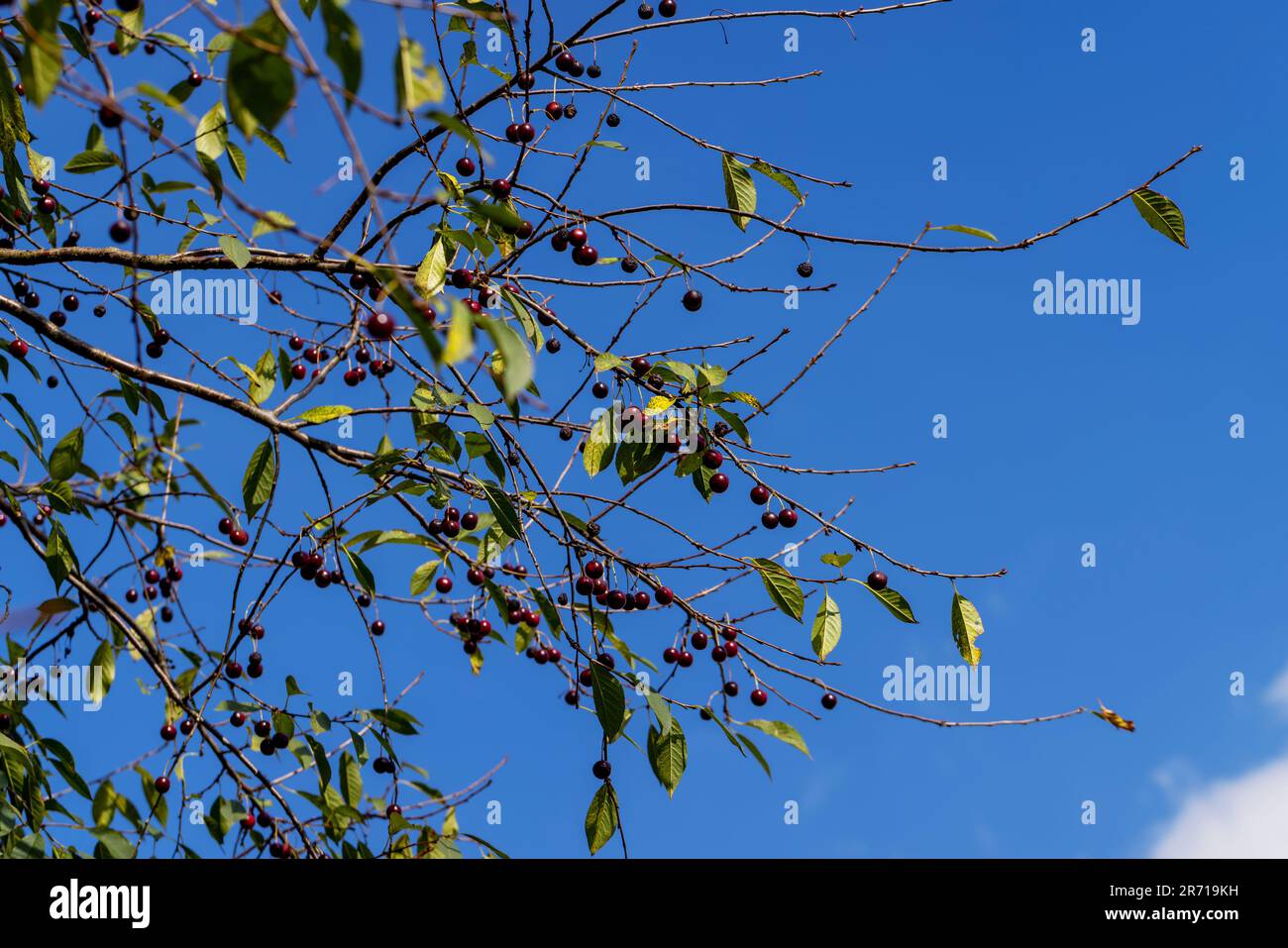 red cherries on the branches of the cherry tree, the last sluggish