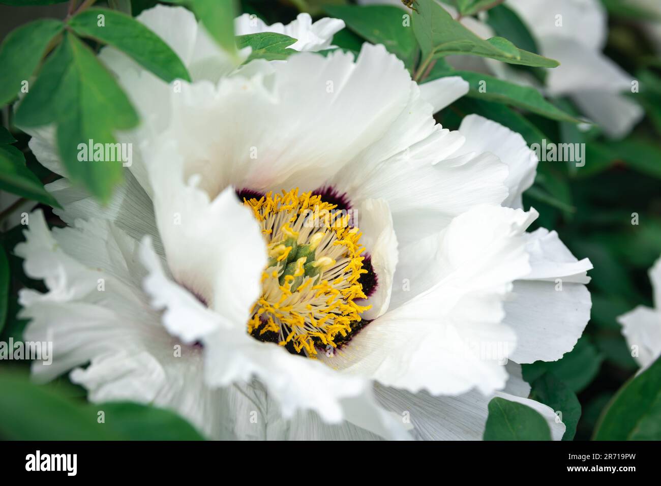 Blooming white tree peony in a botanical garden, close up. Stock Photo