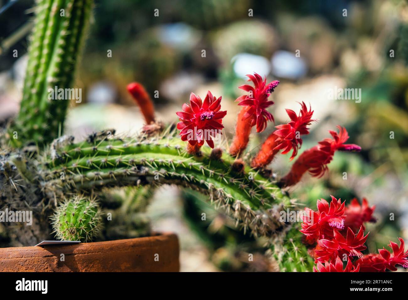 A closeup of a cactus plant with several small, vibrant red flowers growing from it. Stock Photo