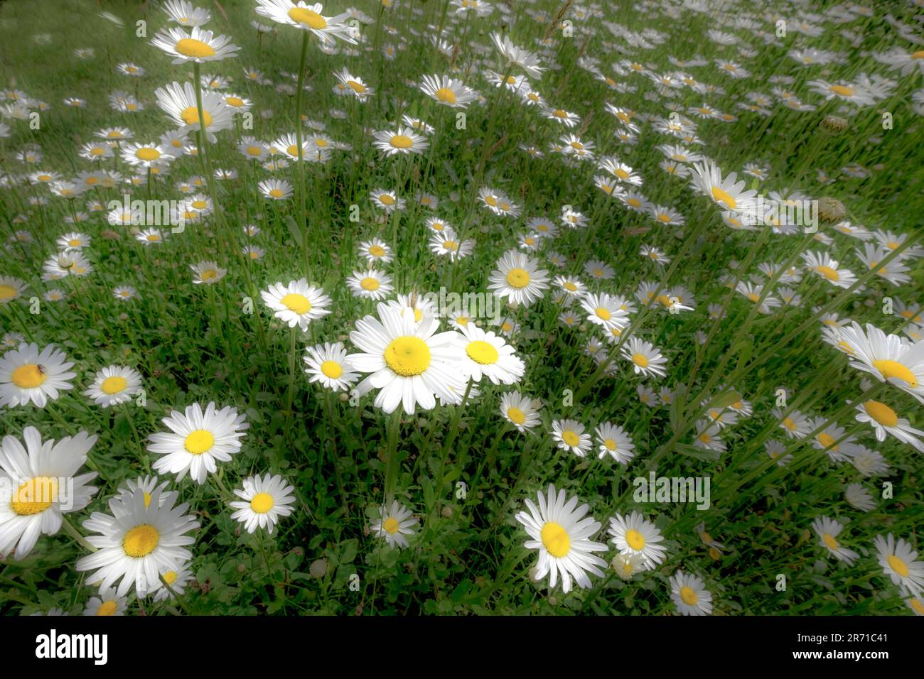 Daisies Stock Photo