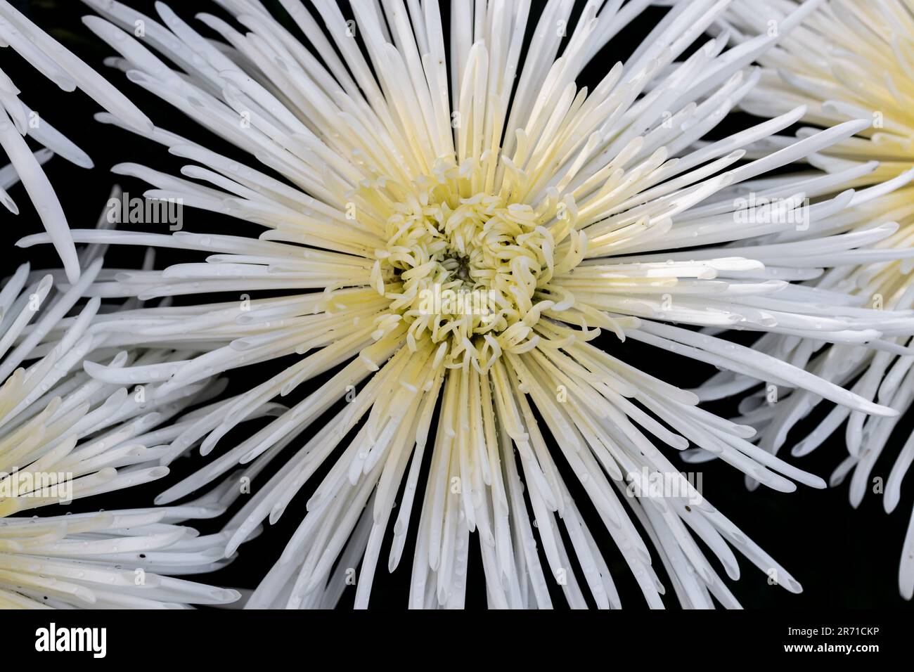 White Spider Mum (Chrysanthemum x grandiflorum Stock Photo Alamy