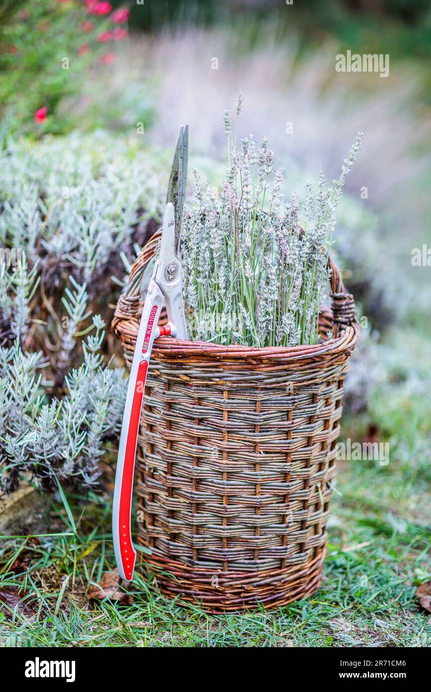 Basket with lavender pruning, lavandine having finished flowering and