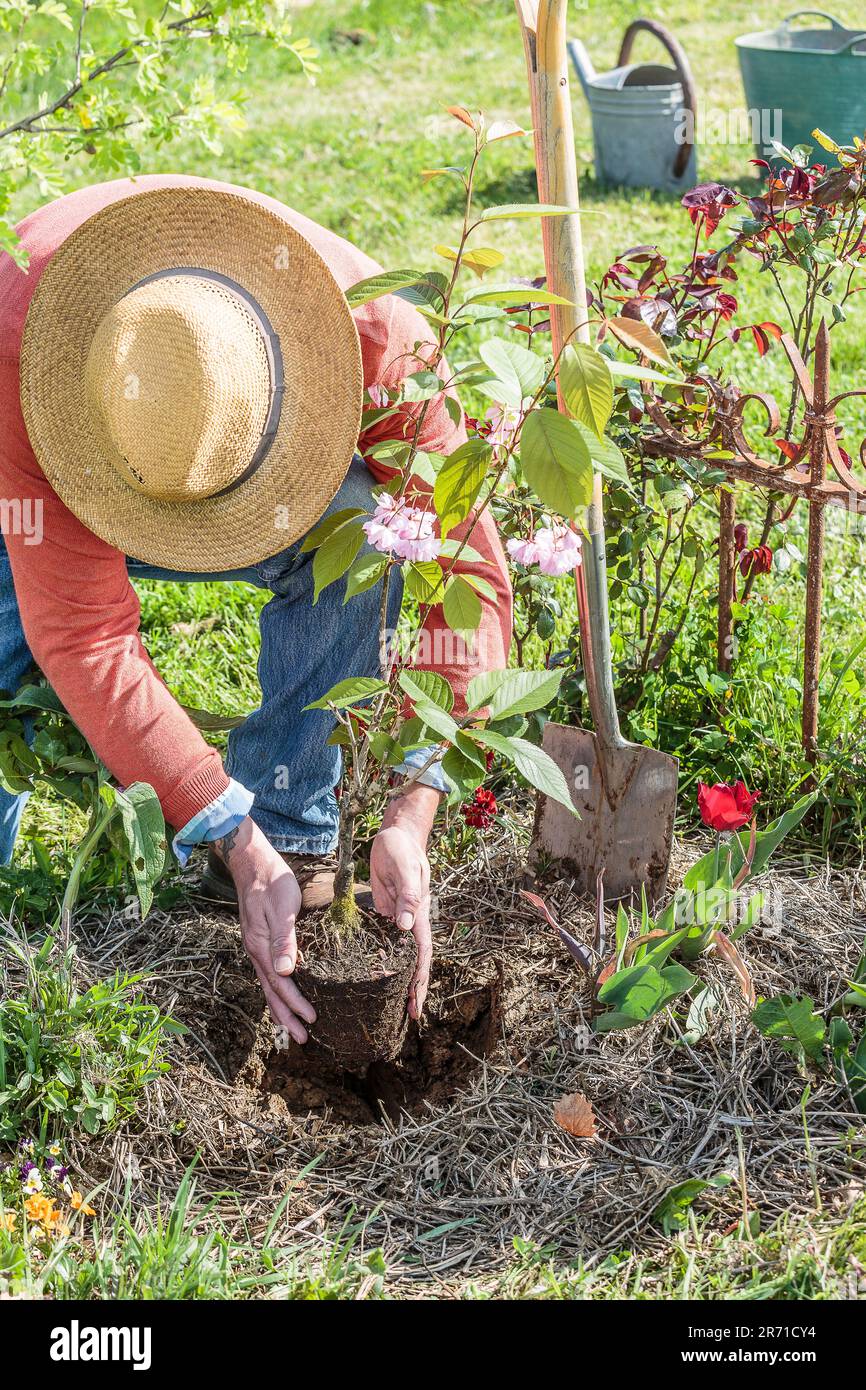 Planting an ornamental cherry seedling in a bed in spring Stock Photo