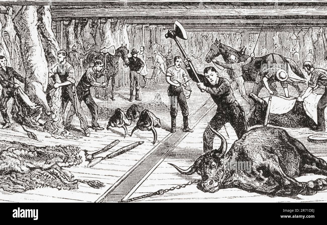 Slaughtering and skinning cattle in a Chicago stockyard, 19th century. From America Revisited: From The Bay of New York to The Gulf of Mexico, published 1886. Stock Photo