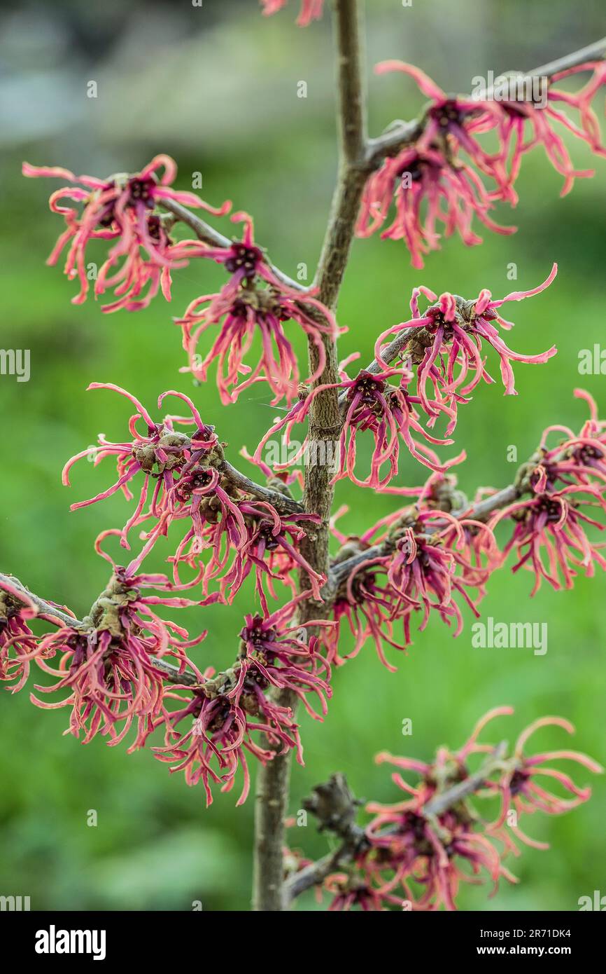 Witch hazel, Hamamelis x intermedia Feuerzauber, in flower, in winter ...