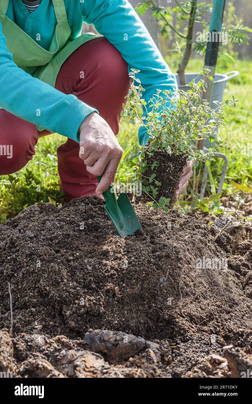 Poorly Earth Planting an oregano on a mound of earth in poorly drained soil Stock ...