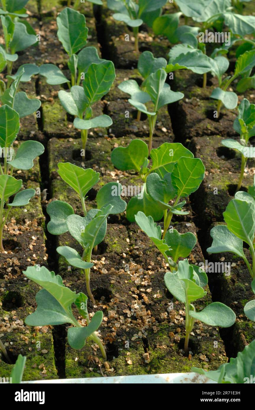 Organic Broccoli plants Belstar F1, Truck farming Stock Photo Alamy
