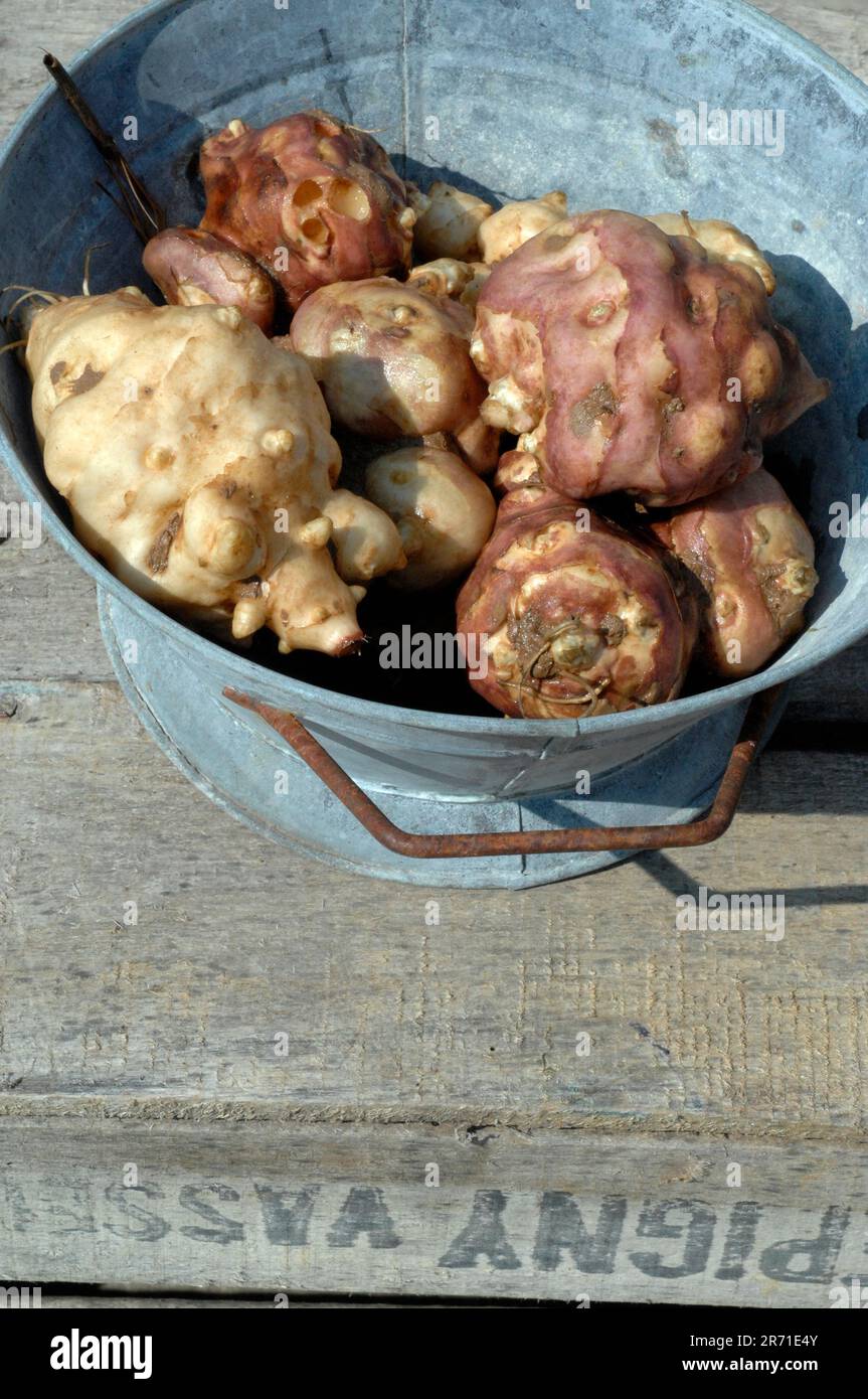 Jerusalem artichokes, Helianthus tuberosus, in a zinc container Stock