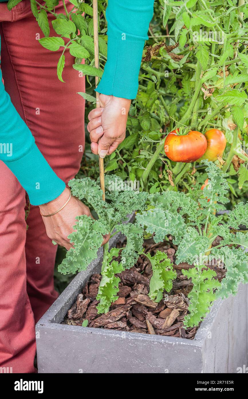 Staking a tomato plant grown in a pot on a terrace Stock Photo Alamy