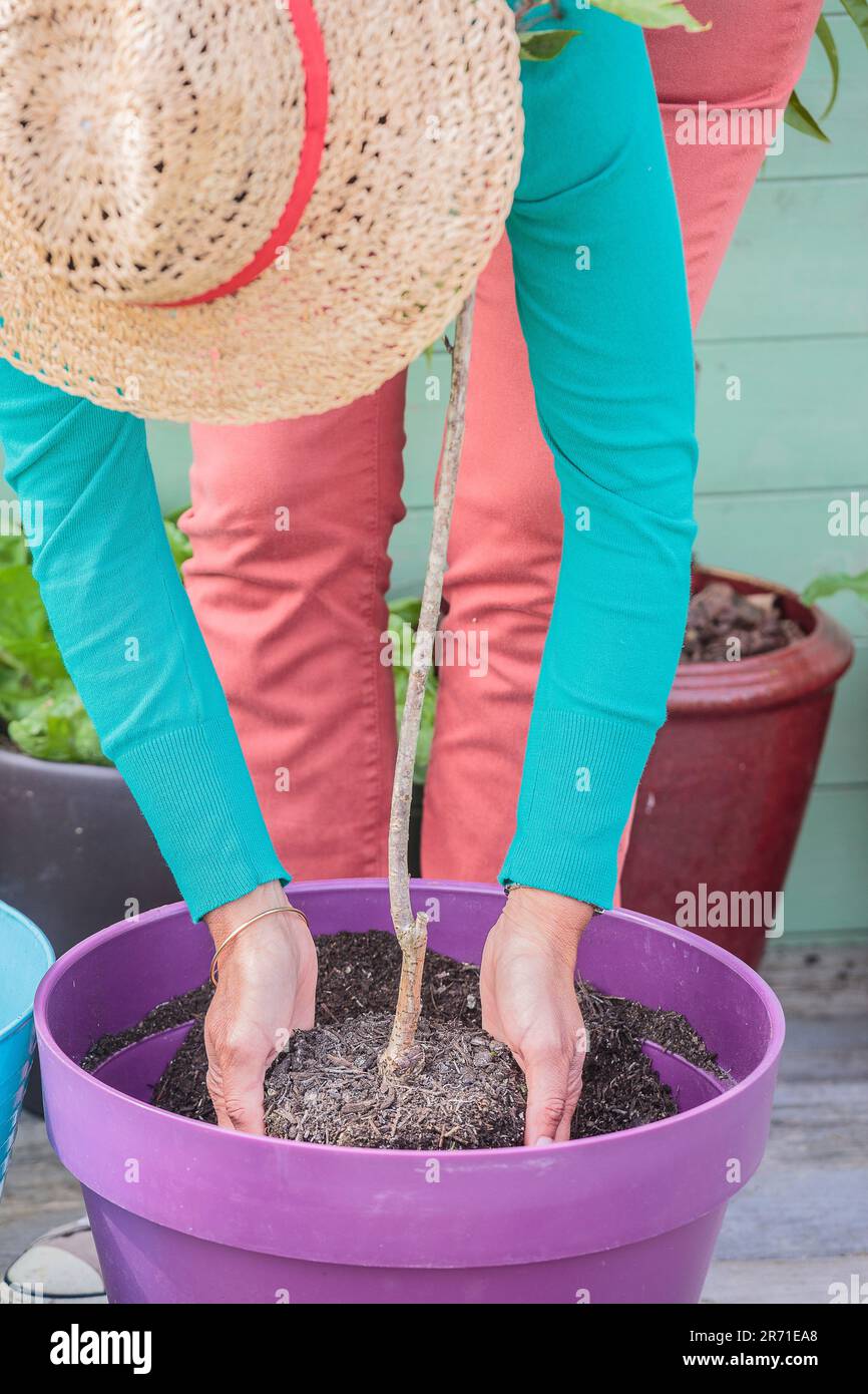 Woman planting a cherry tree on a terrace Stock Photo Alamy