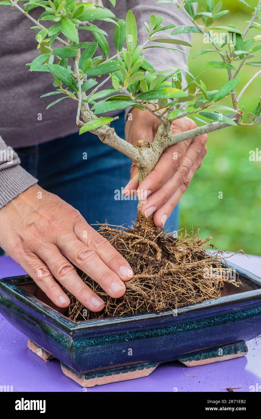 Potting a bonsai olive tree in a pot, step by step. Positioning the