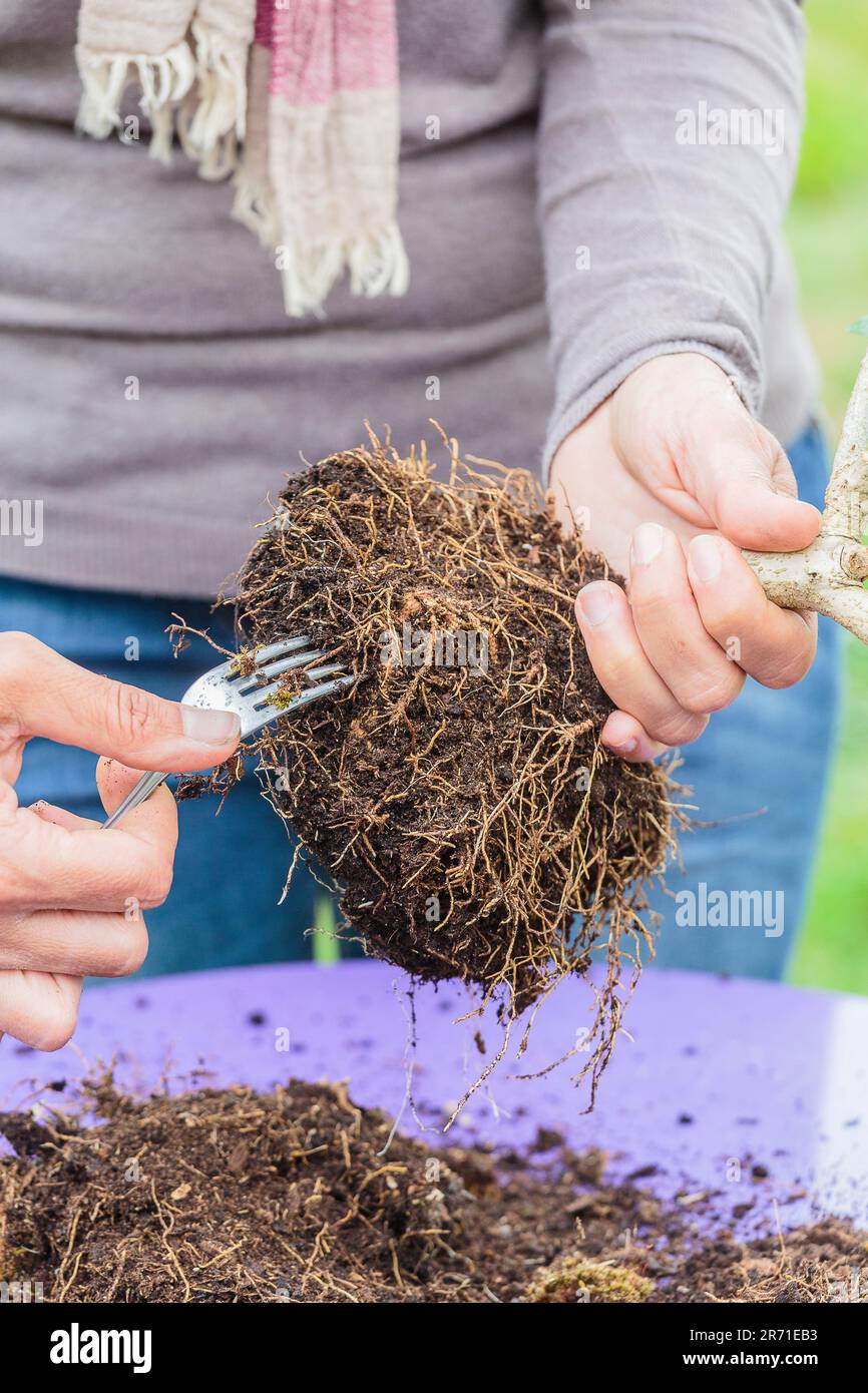 Repotting a bonsai olive tree in a pot, step by step. Reducing the