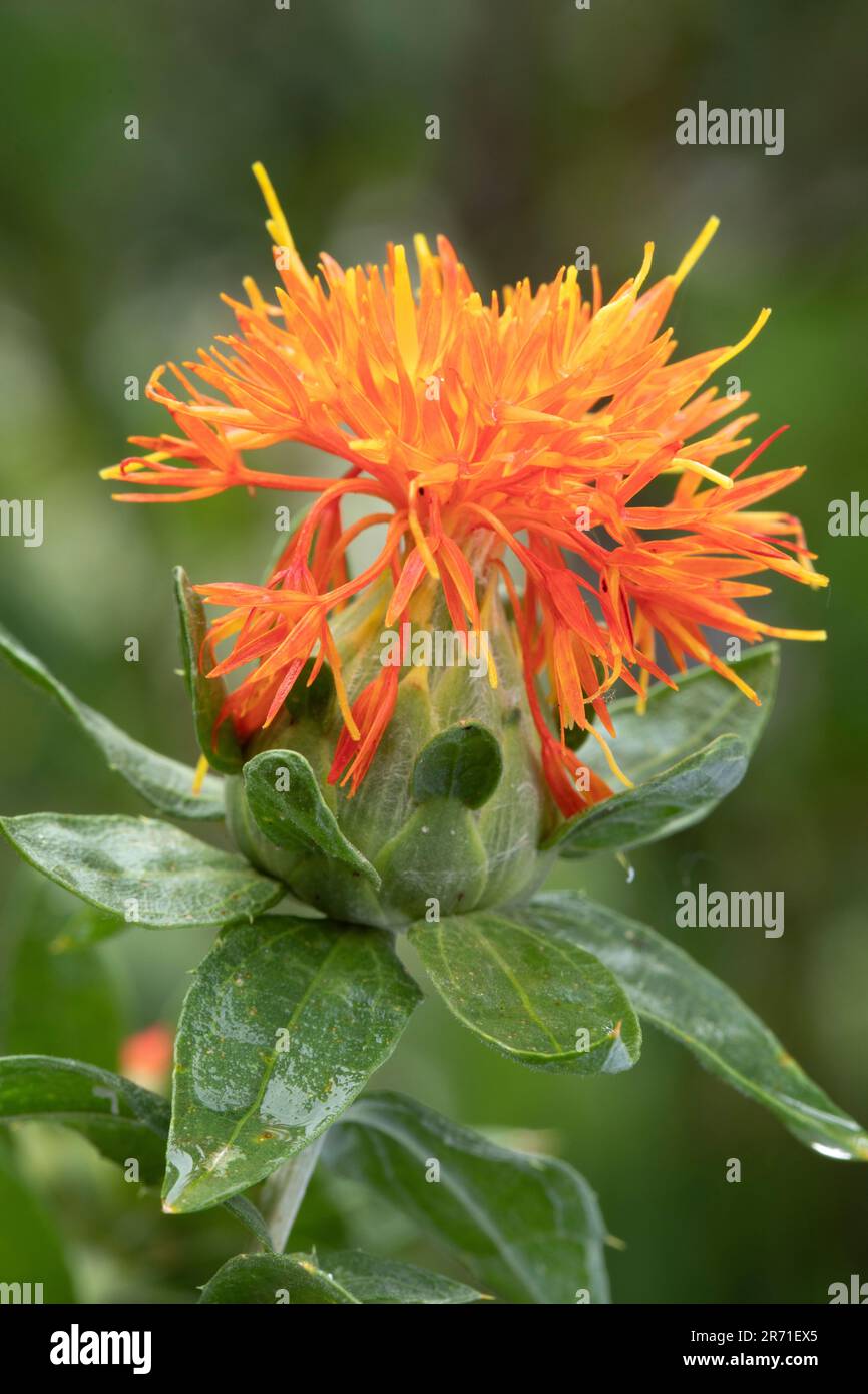 Safflower (Carthamus tinctorius), flower Stock Photo