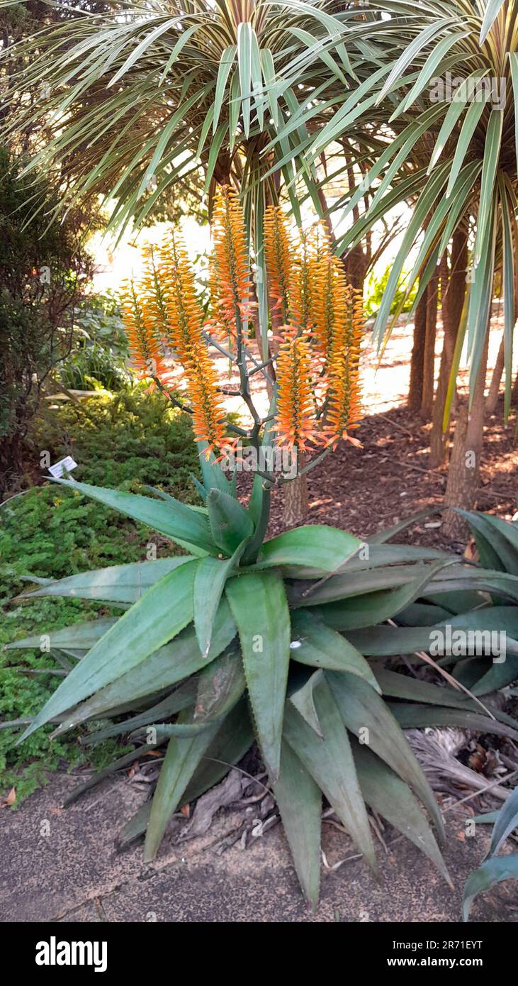 aloe vera ohne erde Aloe vera | Sukkulente main image 1