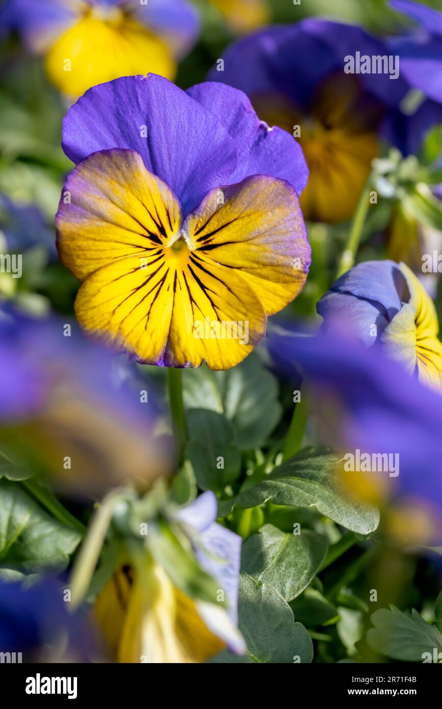 Horned pansy (Viola cornuta) cultivar Stock Photo Alamy
