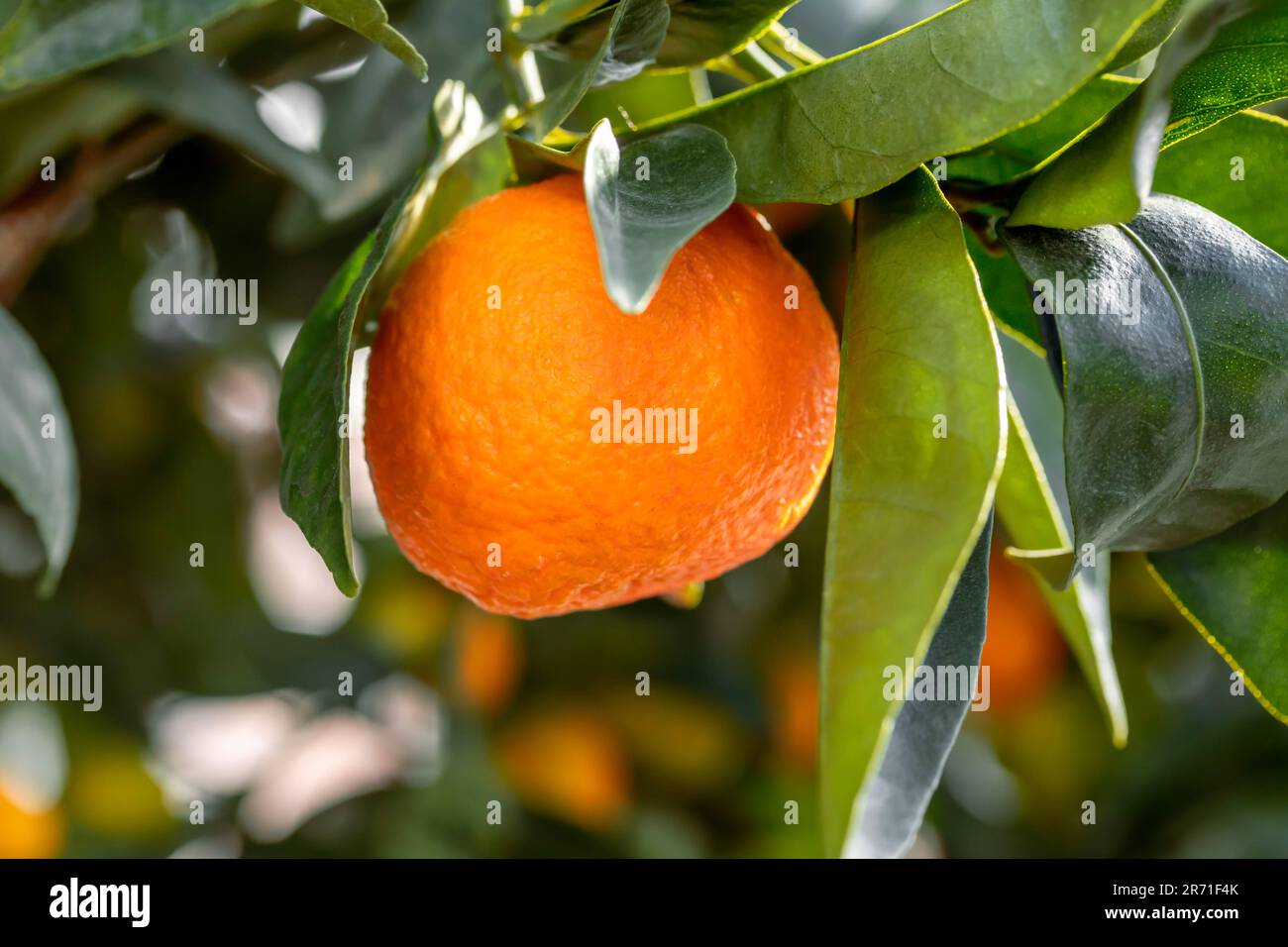 Mandarine (Citrus reticulata Stock Photo - Alamy