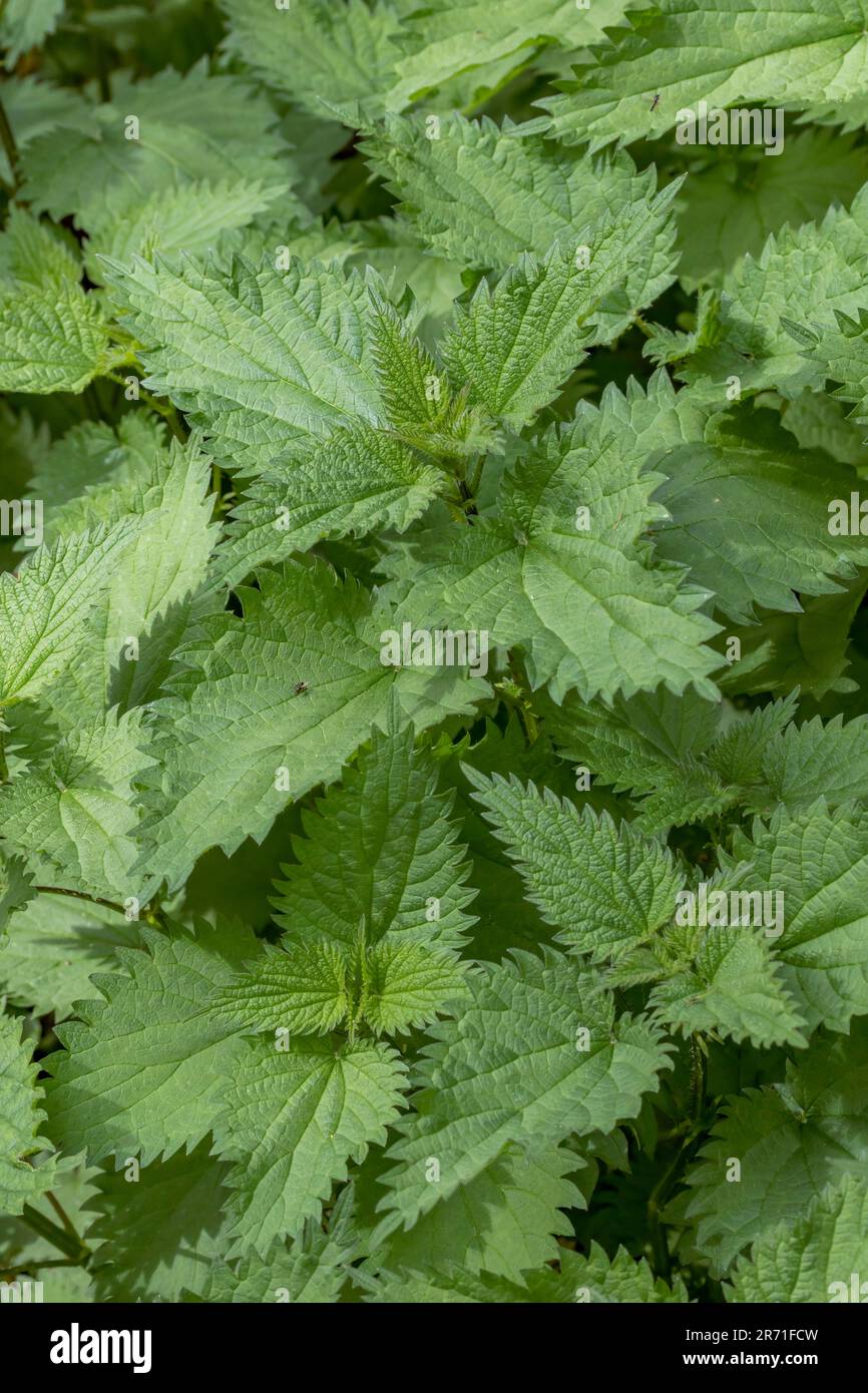 Stinging nettle (Urtica dioica) plants in spring Stock Photo - Alamy