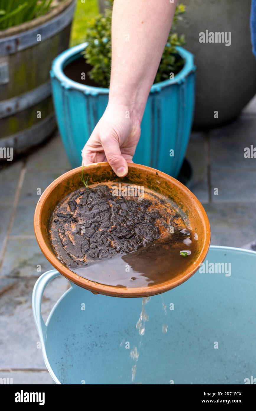 Emptying the cups under the plant pots to prevent the proliferation of