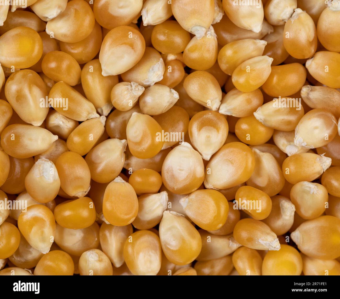 dry corn for cooking and popcorn, a sweet variety of corn that is used to make popcorn Stock