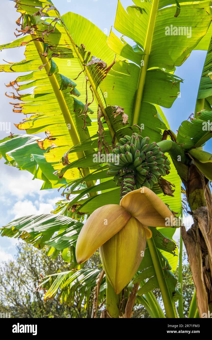 Japanese fiber banana (Musa basjoo), Botanical Conservatory Garden of  Brest, Finistre, Brittany, France Stock Photo - Alamy
