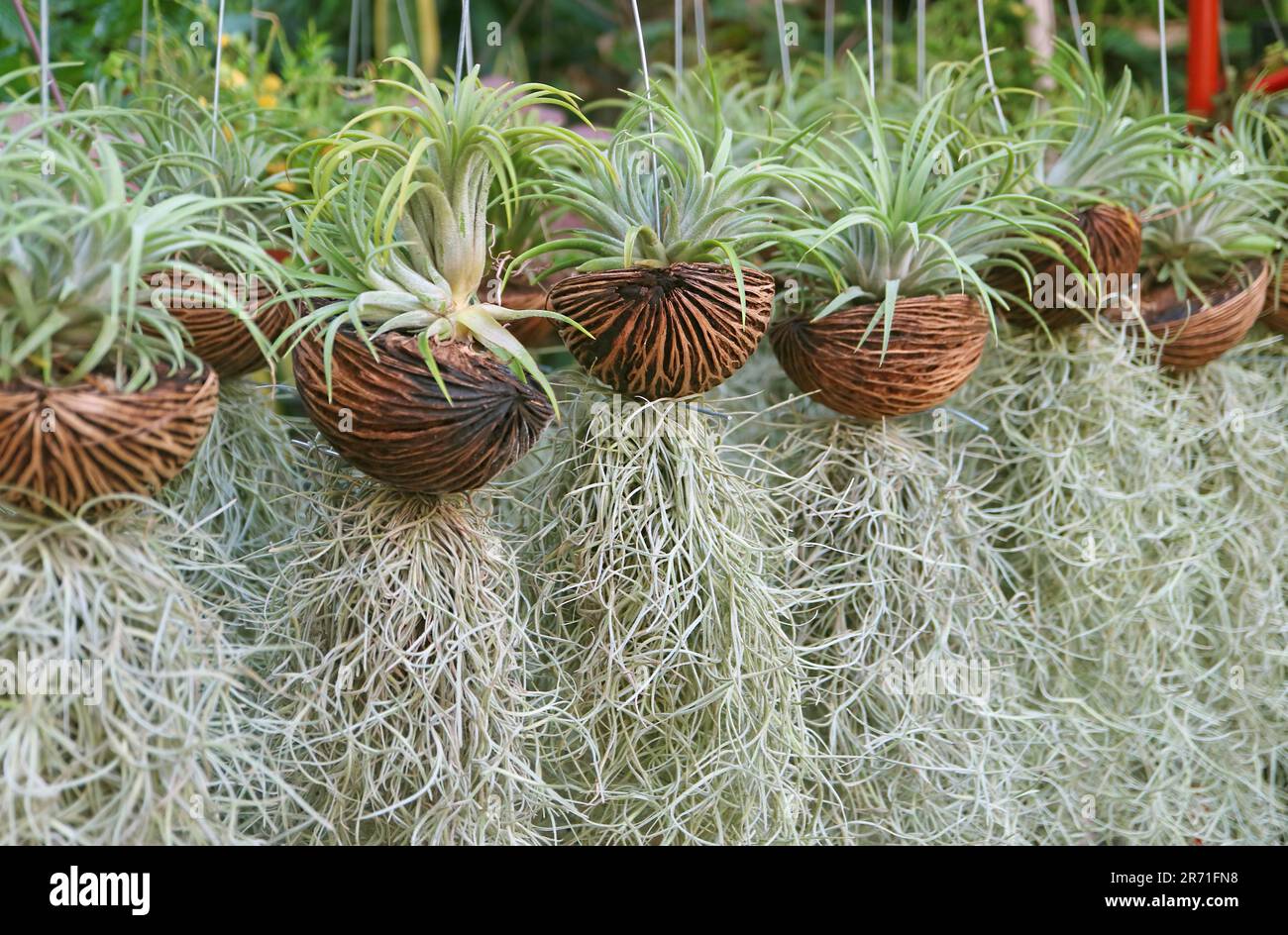 Row of Upright Air Plant and Spanish Moss in the Genus Tillandsia