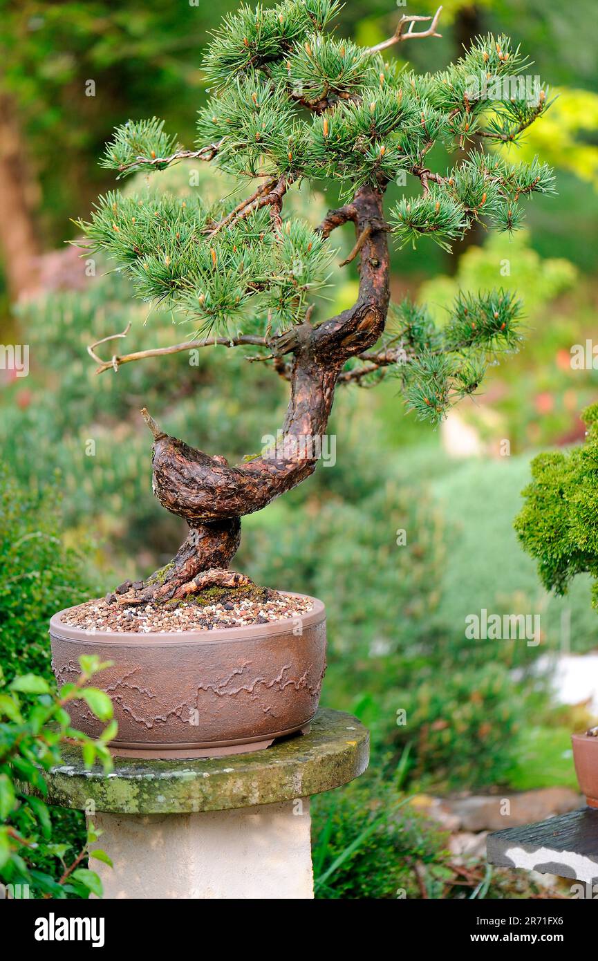 Bonsai of Scots pine (Pinus sylvestris). Age between 80 and 100 years. Garden of the Moulin de la Lande, Brittany, FrancePottery design Didier Schulle Stock Photo