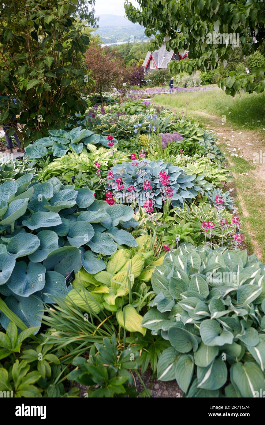 World Class Display of Hostas growing in the Borders of Holehird gardens, Windermere, The Lake District National Park, UK. Stock Photo