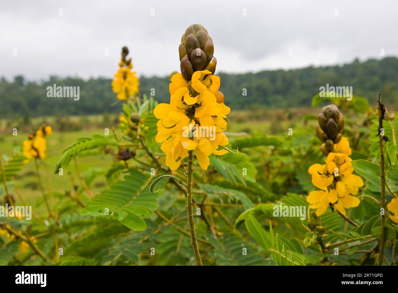 Flower, Surrounding of Awasa, Ethiopia Stock Photo