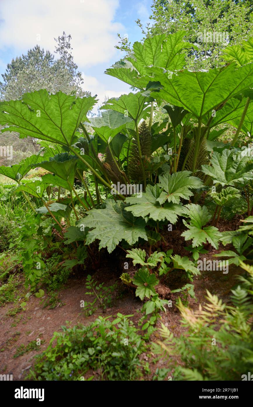 Gunnera manicata, known as Brazilian giant-rhubarb or giant rhubarb, is a species of flowering plant in the family Gunneraceae from the coastal Serra Stock Photo