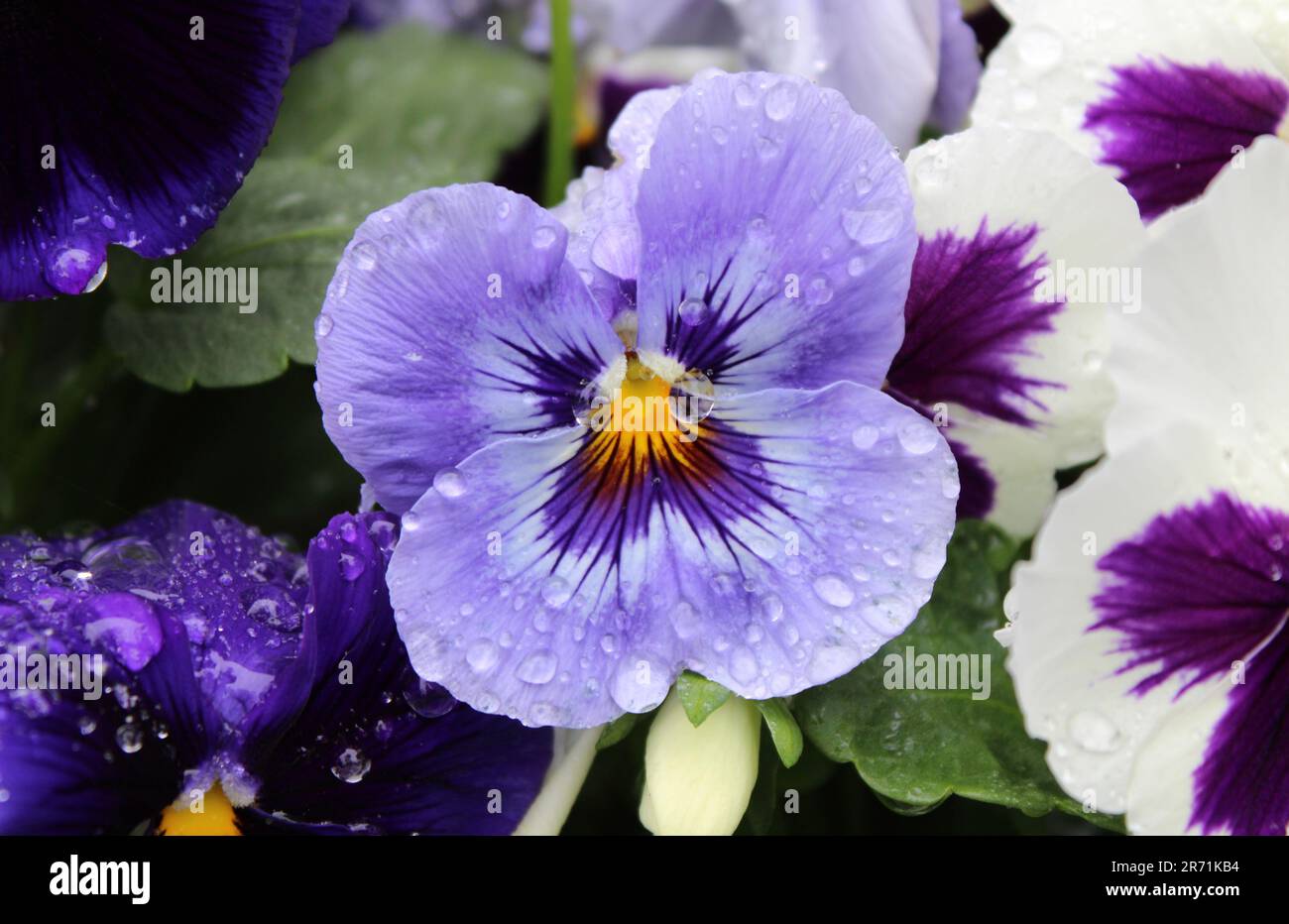 Water Droplets on a Pale Blue Pansy Flower Stock Photo Alamy