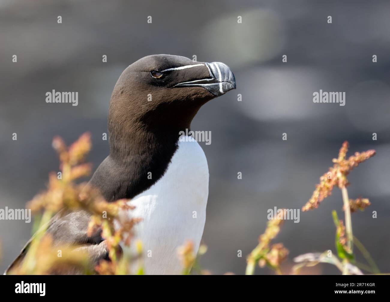 The Razorbill seabird with striking beak and black and white plumage in ...