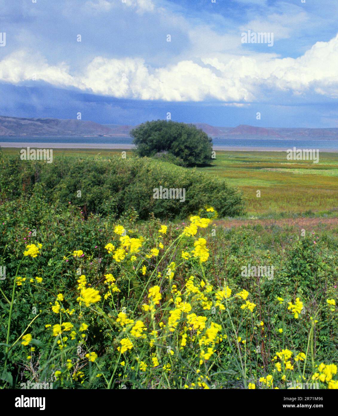 Roadside wildflowers people hi-res stock photography and images - Alamy