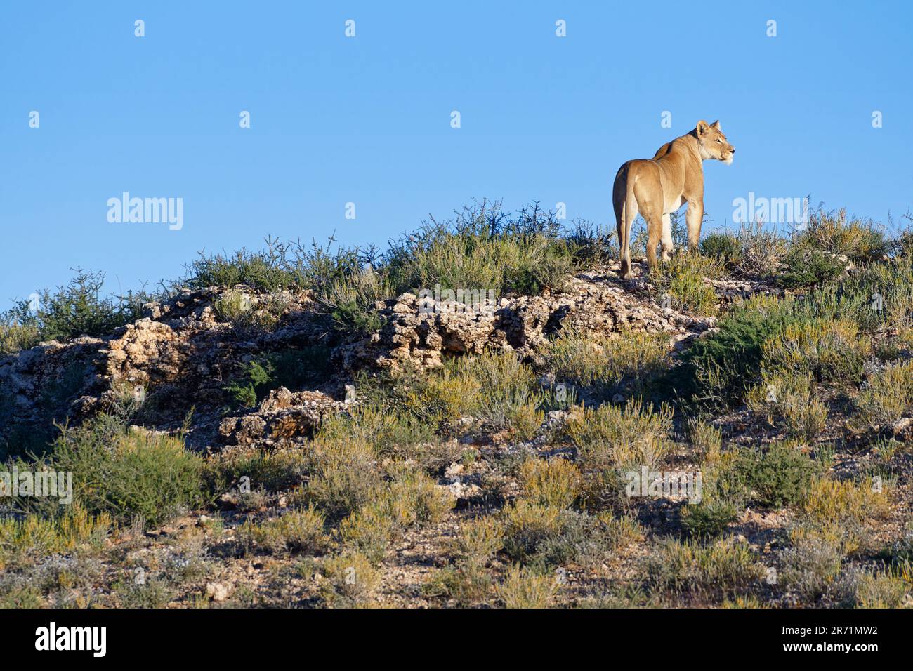 African lion (Panthera leo), lioness standing on the ridge of a rocky ...