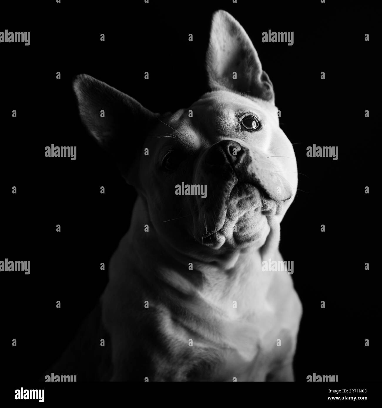 Closeup cute french bulldog Black and White Stock Photos & Images - Alamy