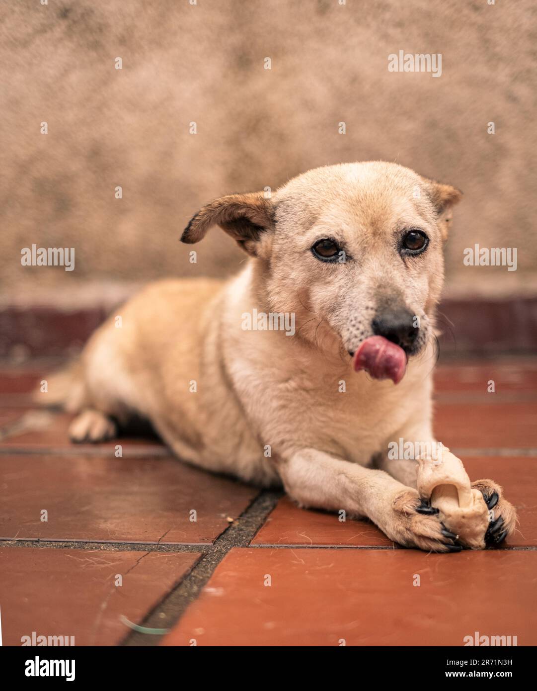 Enchanting Canine Charisma: A Docile, Friendly, and Captivating Dog Radiating Playfulness and Irresistible Affection Stock Photo