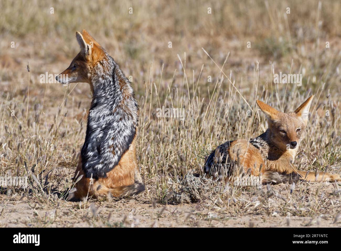 Black-backed jackals (Lupulella mesomelas) resting in the dry grass, looking around, alert, Kalahari, Kgalagadi Transfrontier Park, Northern Cape, Stock Photo