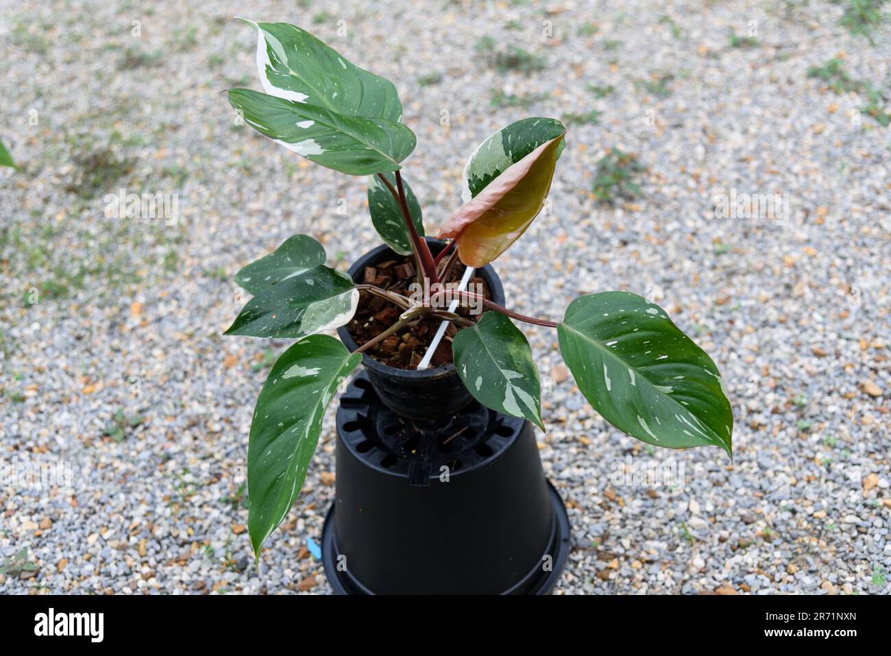 Philodendron red anderson var hi-res stock photography and images - Alamy
