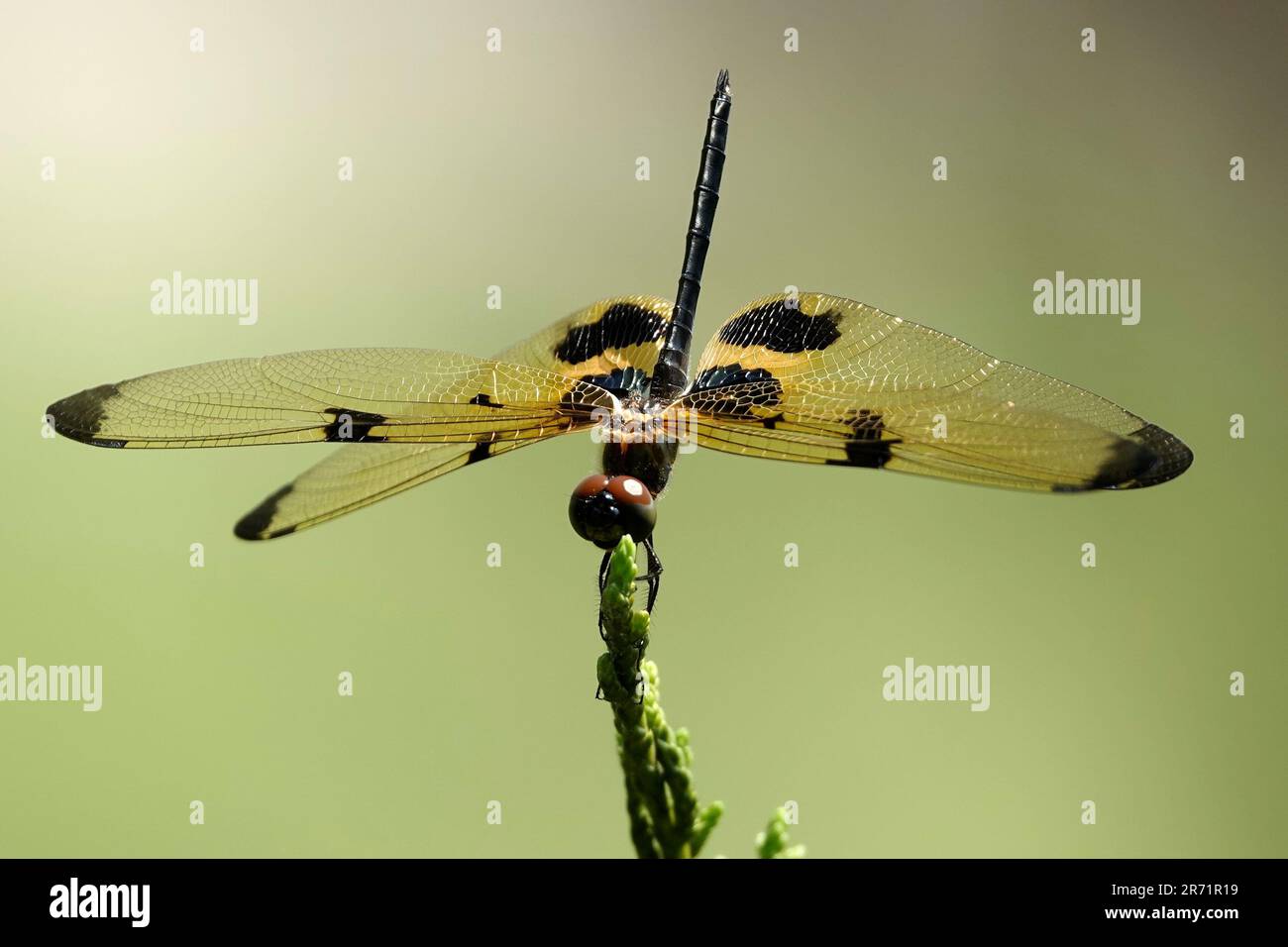 A dragonfly with yellow and black markings perched atop a vibrant green ...