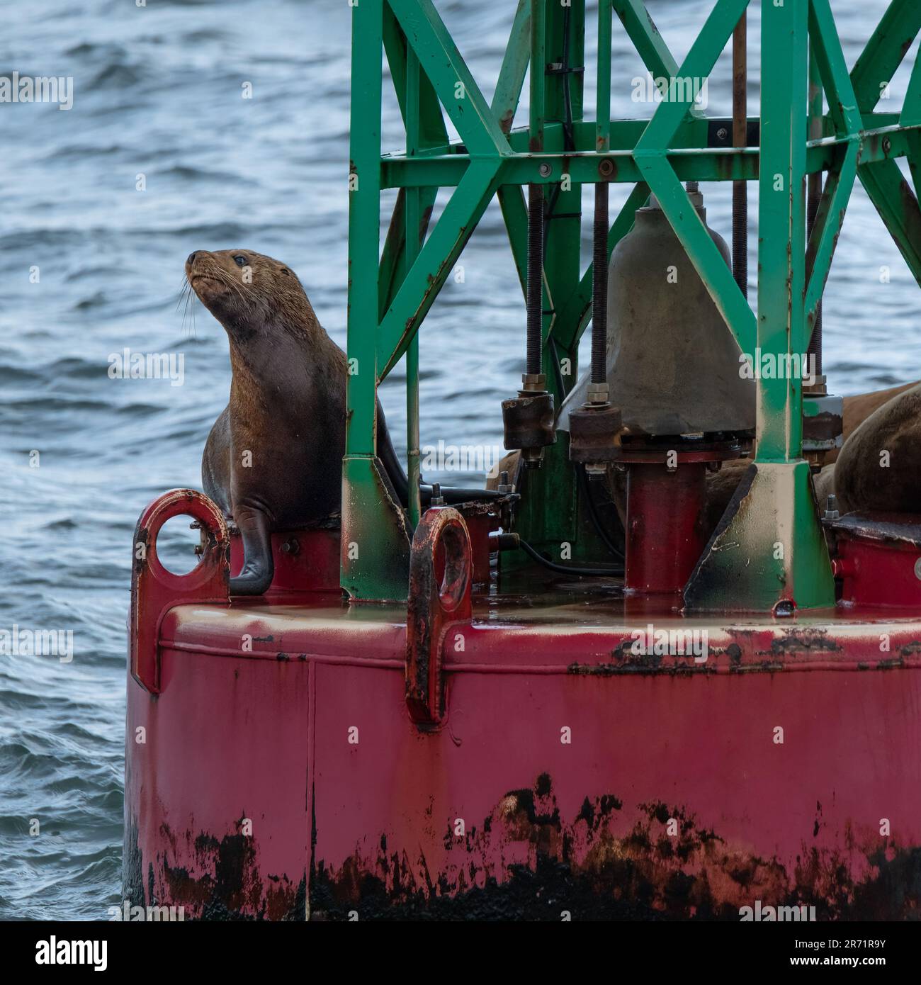 sea-lion-california-buoy-010460.jpg
