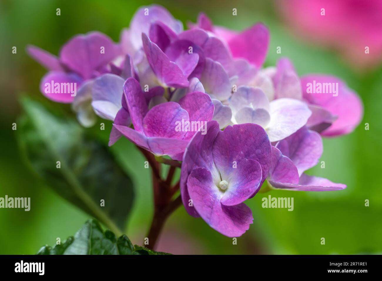 Atlanta botanical garden hydrangea hires stock photography and images