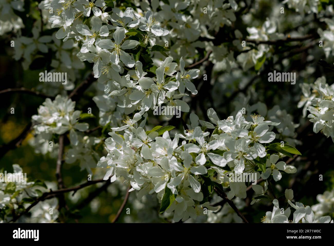 White crabapple blossoms fill an ancient tree on spring day Stock Photo