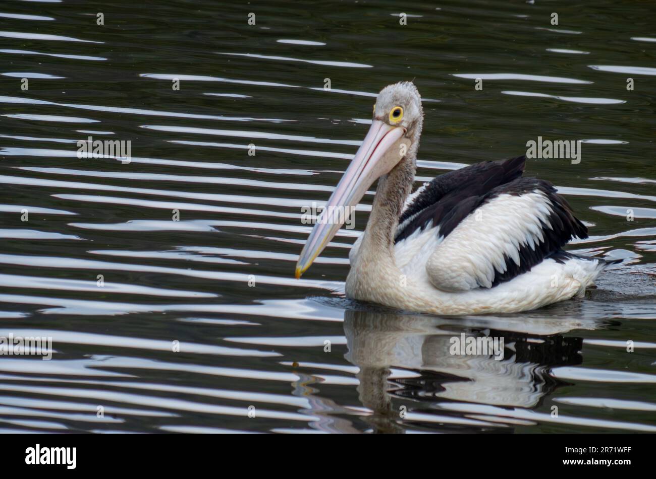 Australian Pelican, Peecanus conspicilllatus Stock Photo