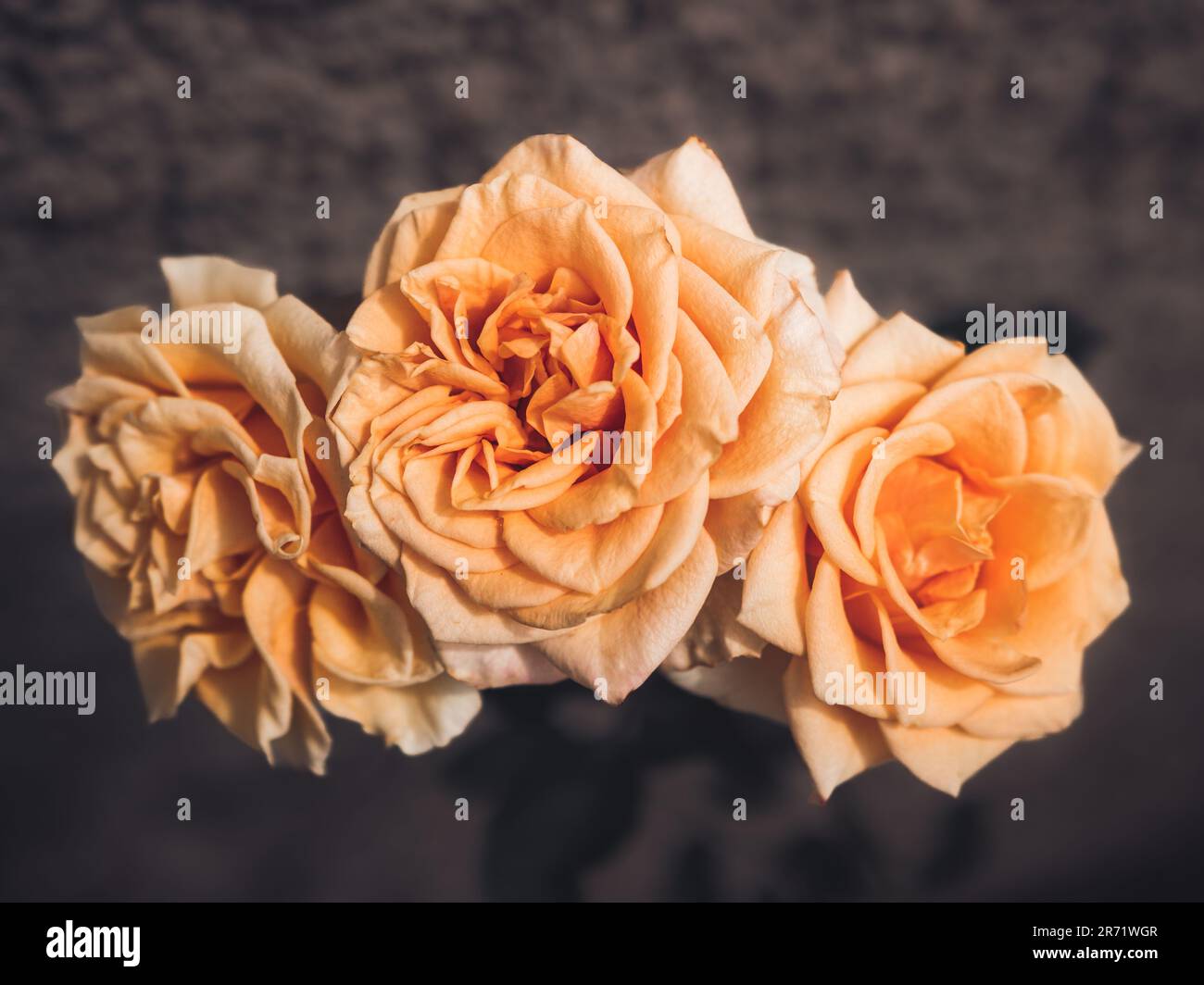 Close-up of orange roses in full bloom isolated against a moody dark background. Flowers with shallow depth of field with soft focus and vignette Stock Photo