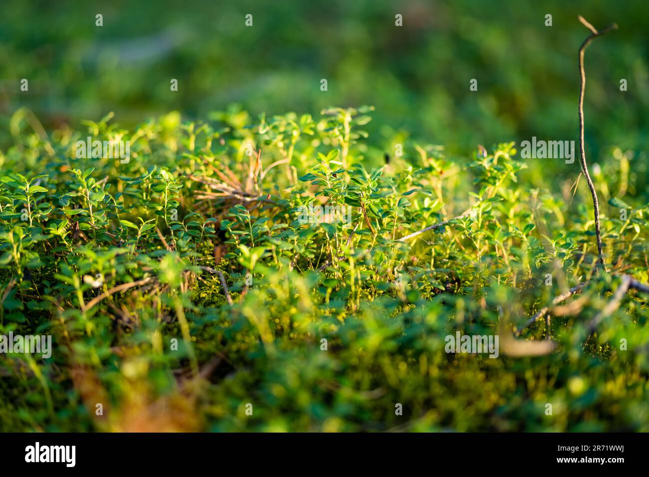 Details of beautiful mixed pine and deciduous forest, Lithuania, Europe Stock Photo