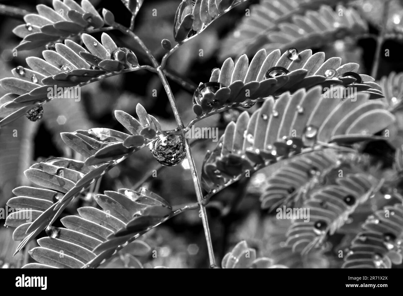 A water droplet, in black and white, hanging from an acacia leaflet, reflecting the surrounding foliage. Stock Photo