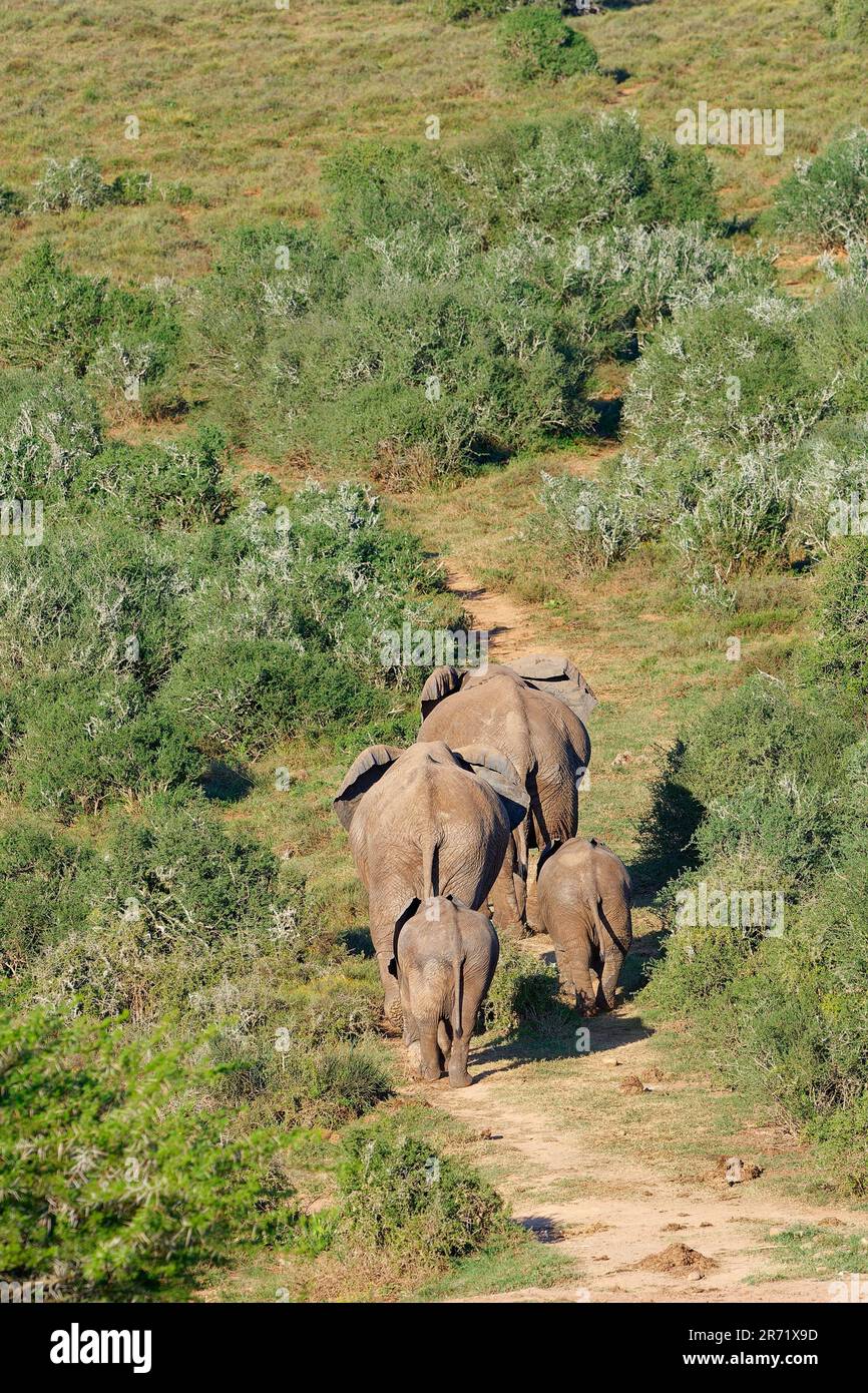 African bush elephants (Loxodonta africana), walking on a dirt track in the savanna, Addo Elephant National Park, Eastern Cape, South Africa, Africa Stock Photo