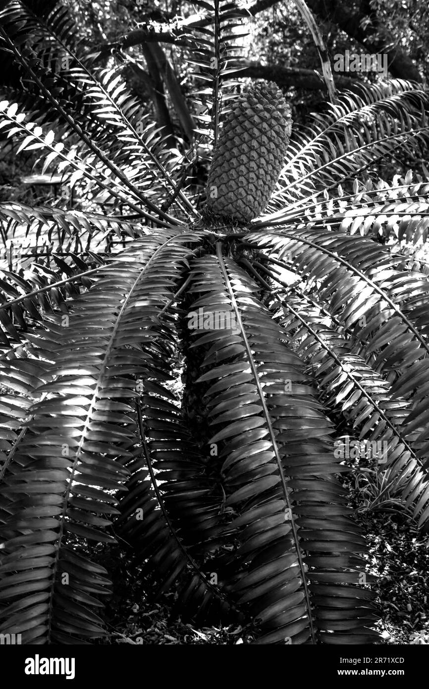 A coning Eastern Cape dwarf cycad, Encephalartos caffer, in black and white, in dappled shadow. Stock Photo