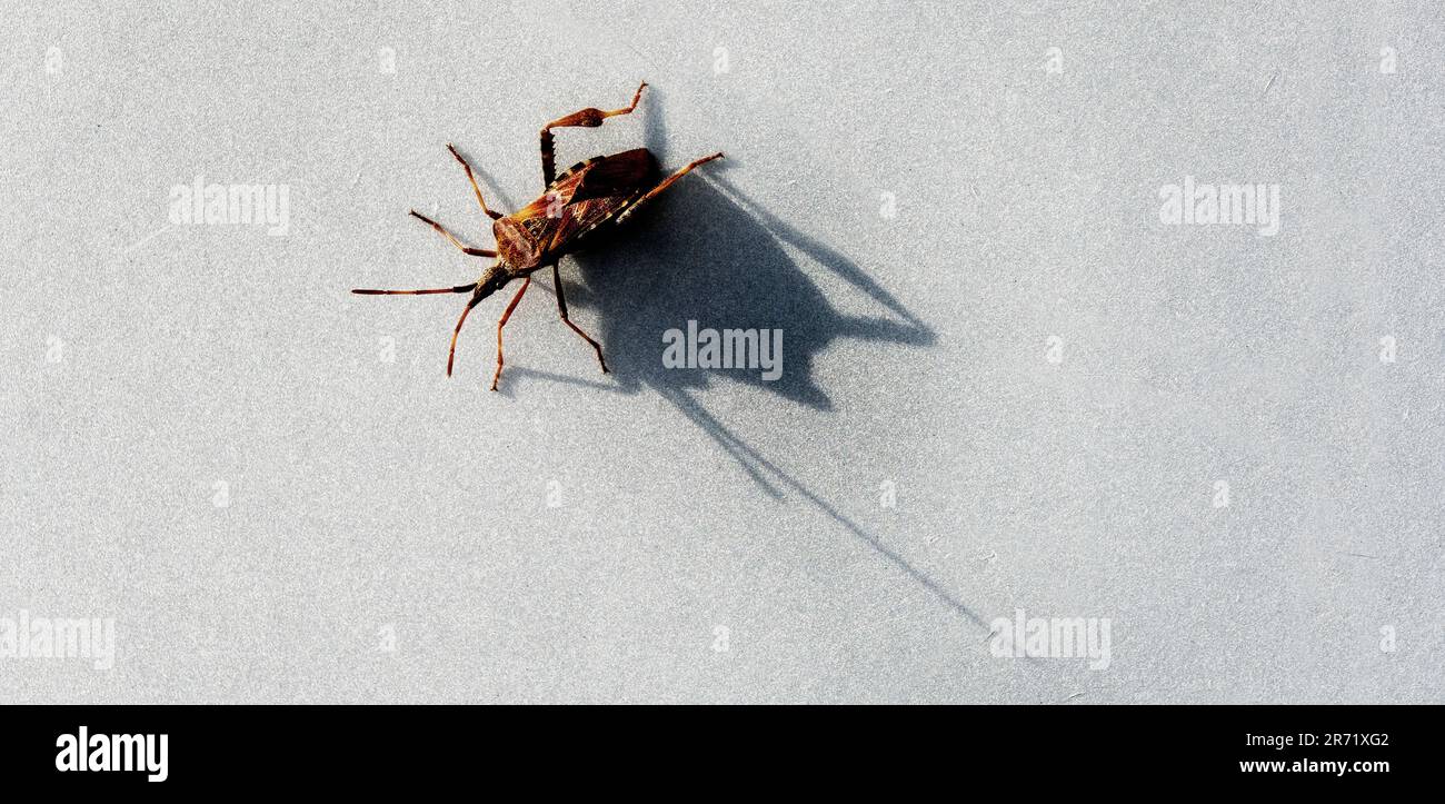 Large bug or insect with antanae on white background with shadow texture Stock Photo