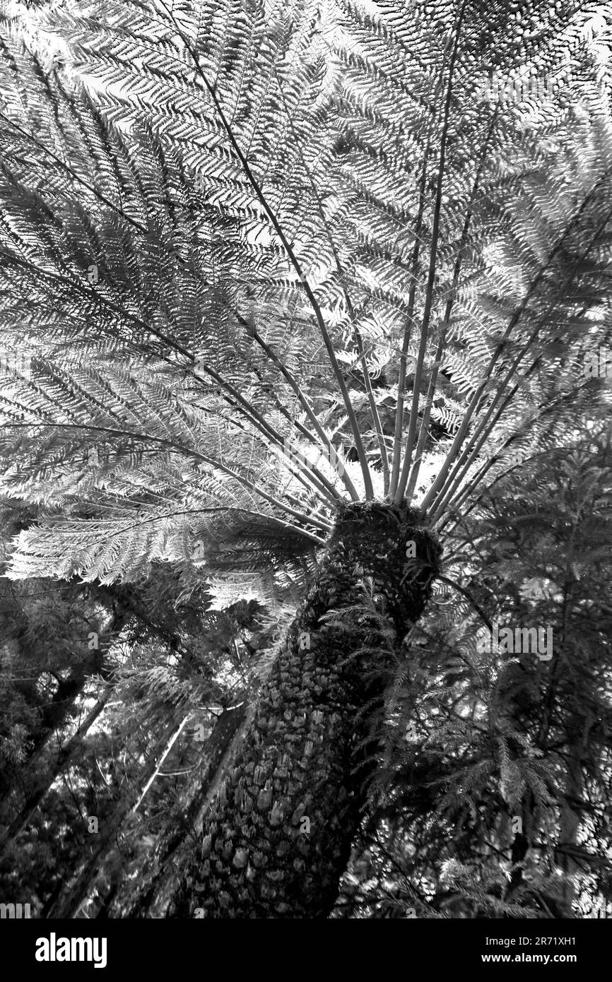 Beneath a large forest tree fern, Alsophila capensis, looking up at the light filtering through the large feathery fonds, in Black and White Stock Photo