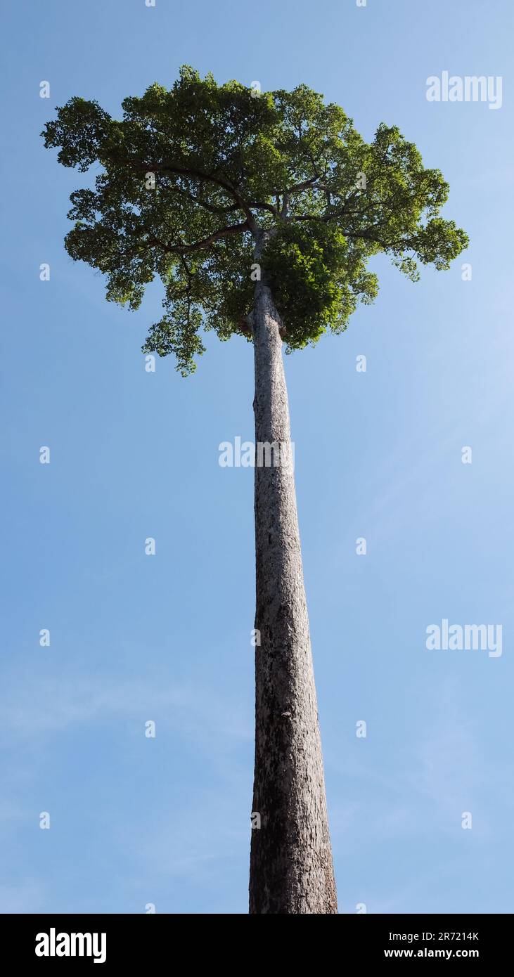 Massive towering tree lush hi-res stock photography and images - Alamy
